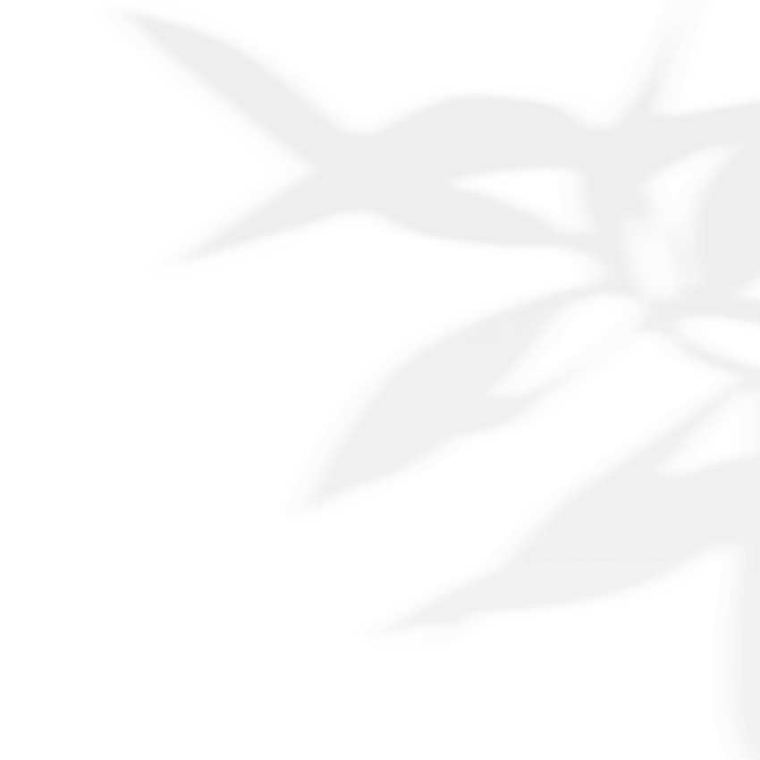 https://raqueltyler.com/wp-content/uploads/2020/11/shadow_leaves_03.png